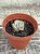 Echeveria hannah - Imagem 3