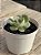 Echeveria hannah - Imagem 2
