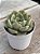 Echeveria hannah - Imagem 2