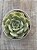 Echeveria hannah - Imagem 3