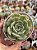 Echeveria hannah - Imagem 1