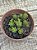 Sedum rubrotictum red berry - Imagem 2