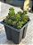 Sedum rubrotictum red berry - Imagem 2