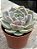 Echeveria lótus - Imagem 2