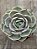 Echeveria lótus - Imagem 3