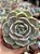 Echeveria lótus - Imagem 1