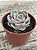 Echeveria lótus - Imagem 3