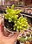 Sedum alice evans - Imagem 1