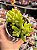 Sedum alice evans - Imagem 1