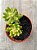 Sedum alice evans - Imagem 3