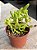 Sedum alice evans - Imagem 2