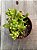 Sedum alice evans - Imagem 3