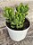 Sedum alice evans - Imagem 3