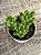 Sedum alice evans - Imagem 2