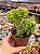 Sedum alice evans cristata - Imagem 1