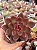 Echeveria abundant rose - Imagem 1