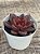 Echeveria abundant rose - Imagem 3