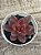Echeveria abundant rose - Imagem 2