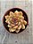 Echeveria purple microstar - Imagem 3