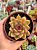 Echeveria purple microstar - Imagem 1