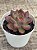Echeveria purple microstar - Imagem 3
