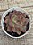 Echeveria purple microstar - Imagem 2