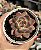 Echeveria purple microstar - Imagem 1