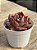 Echeveria purple microstar - Imagem 2