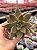 Echeveria psyche - Imagem 1