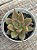 Echeveria psyche - Imagem 2