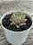 Echeveria agavoides Julieta - Imagem 3