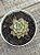 Echeveria agavoides Julieta - Imagem 2