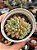 Echeveria tipps - Imagem 1