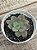Echeveria riga - Imagem 2