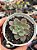 Echeveria riga - Imagem 1
