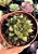 Echeveria mely P - Imagem 1