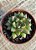 Echeveria mely P - Imagem 3