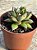 Echeveria mely P - Imagem 2
