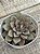 Echeveria venom noir (importada) - Imagem 2