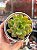 Echeveria lutharis - Imagem 1