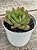 Echeveria lutharis monstruosa - Imagem 3