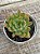Echeveria lutharis monstruosa - Imagem 2