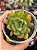 Echeveria lutharis monstruosa - Imagem 1