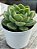Echeveria lutharis monstruosa - Imagem 2