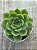 Echeveria lutharis monstruosa - Imagem 3