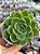 Echeveria lutharis monstruosa - Imagem 1