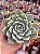 Echeveria malassanta - Imagem 1