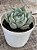 Echeveria malassanta - Imagem 3