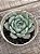 Echeveria malassanta - Imagem 2