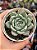 Echeveria malassanta - Imagem 1